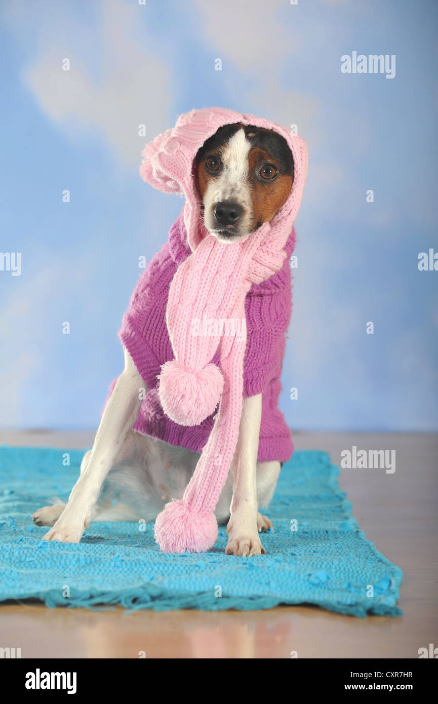 Parson Russell Terrier portant une écharpe rose et un manteau de chien Banque D'Images