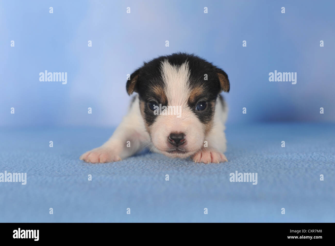 Jack Russell Terrier puppy, 2 semaines Banque D'Images