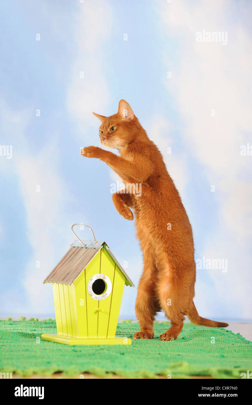 Chat abyssin debout sur ses pattes arrière à côté d'une cabane Banque D'Images
