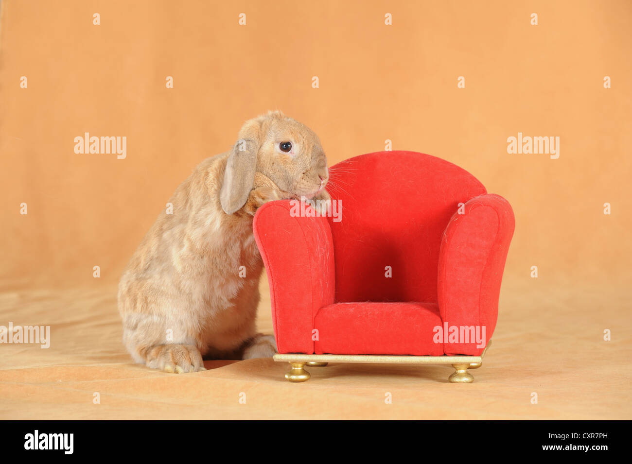 Naine brune Anglais Lop lapin debout à côté d'un mini-président rouge Banque D'Images