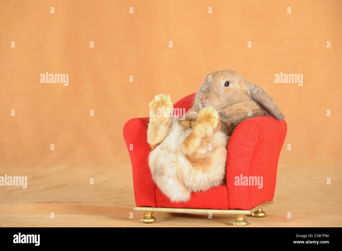 Naine brune Anglais Lop rabbit se penchant en arrière sur un mini-président rouge Banque D'Images