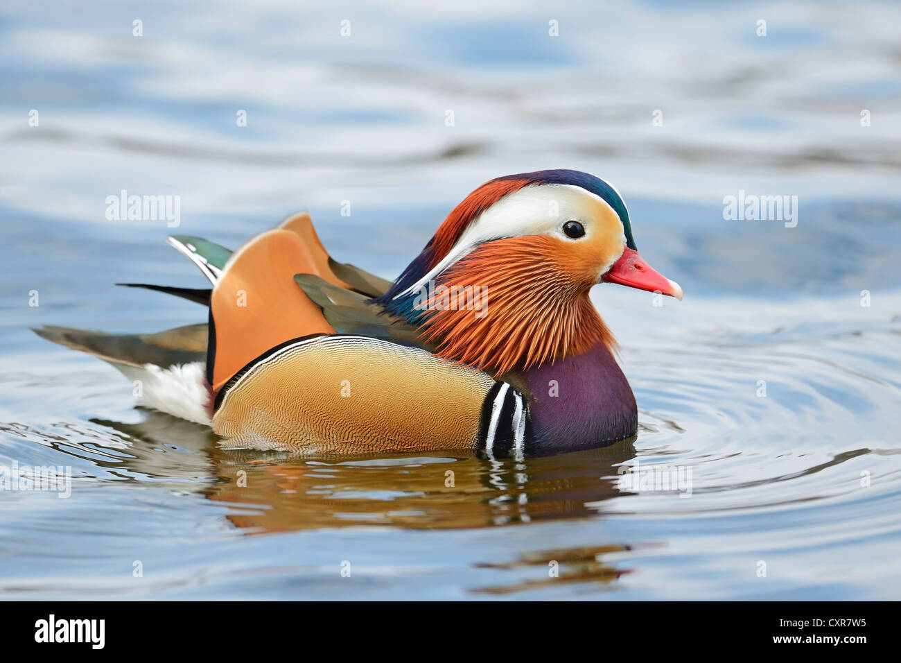 Canard mandarin (Aix galericulata), Drake, Berlin, Germany, Europe Banque D'Images