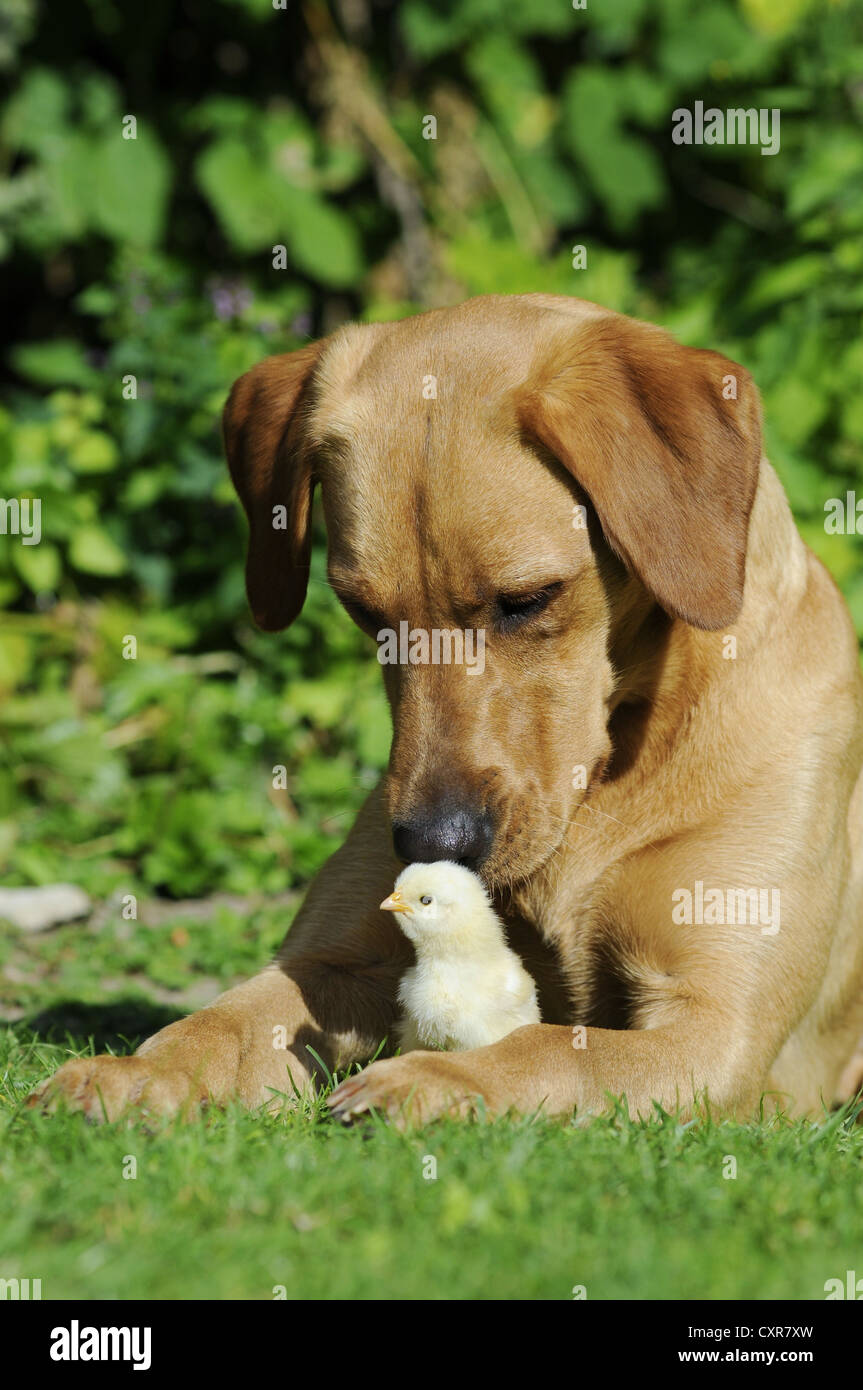 Labrador Retriever, chienne de couleur jaune, avec un poussin Banque D'Images