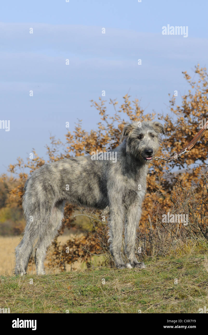 Irish Wolfhound, debout, à l'automne Banque D'Images