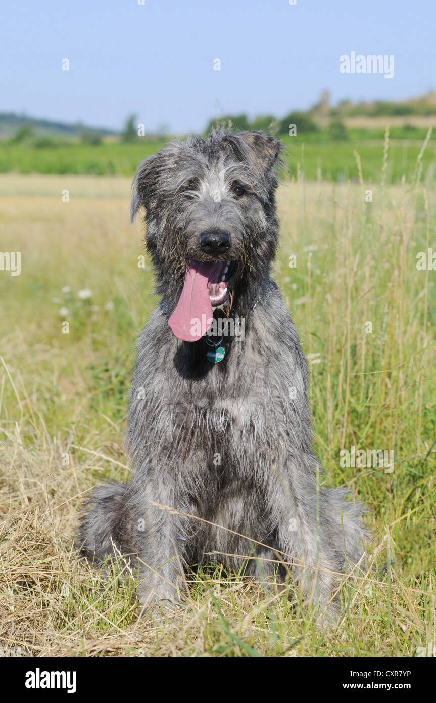 Irish Wolfhound, assis dans un pré Banque D'Images