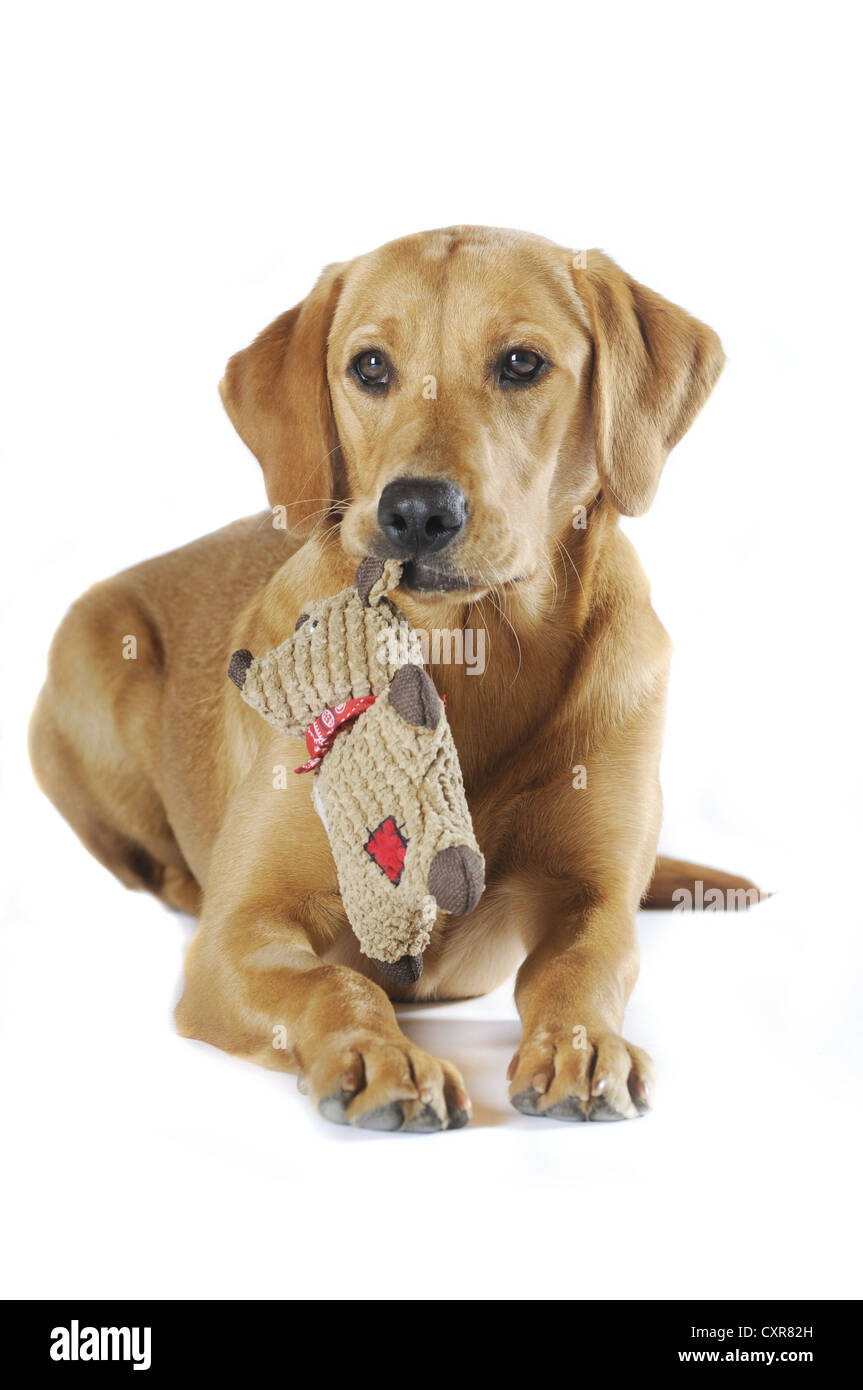 Labrador Retriever, jeune chienne, de couleur jaune, tenant un animal en peluche dans sa bouche, le mensonge Banque D'Images