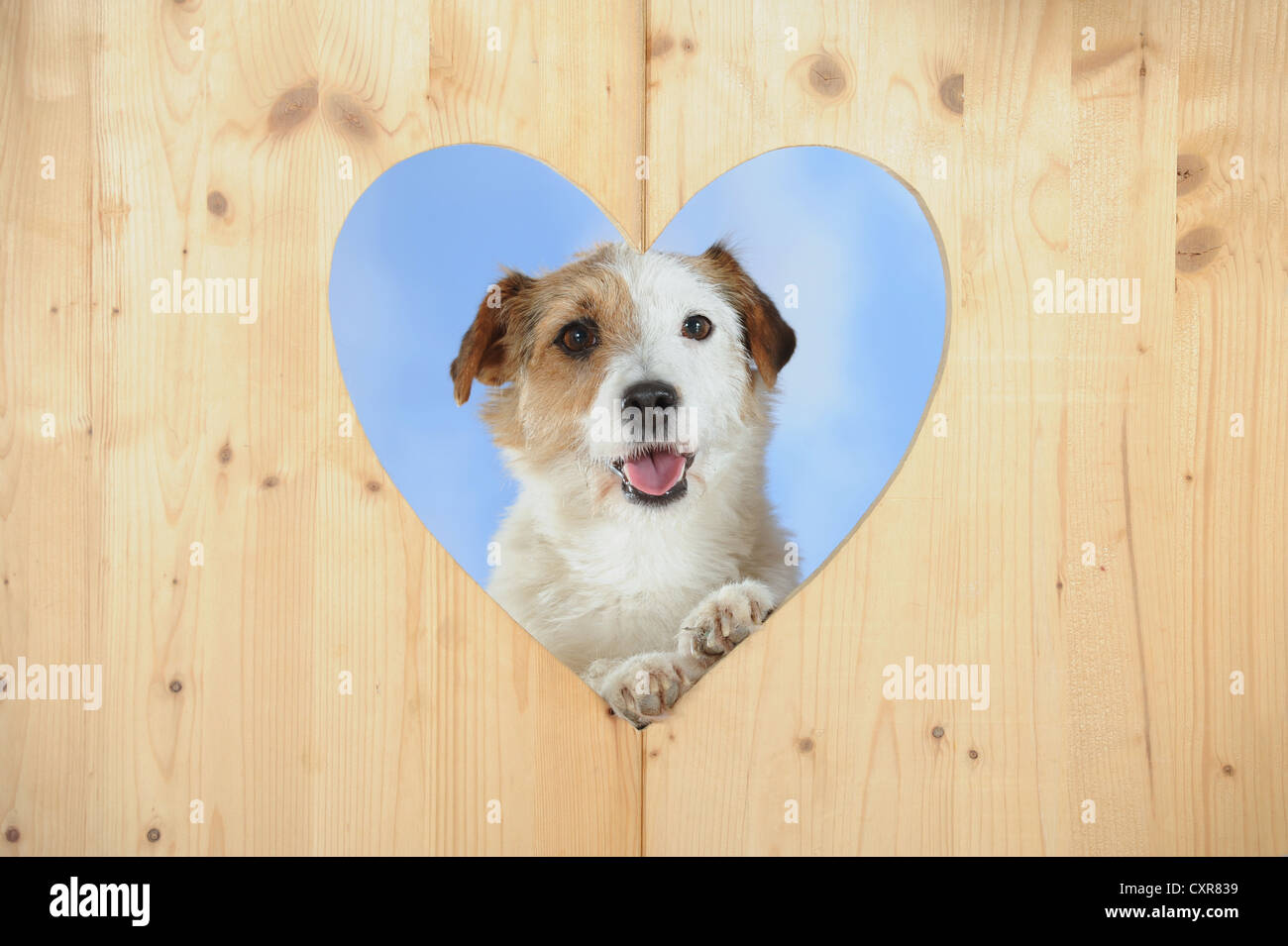 Parson Russell Terrier à l'intermédiaire d'un coeur en bois Banque D'Images