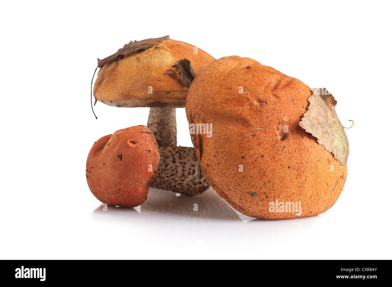 Capuchon orange champignon isolé sur fond blanc Banque D'Images