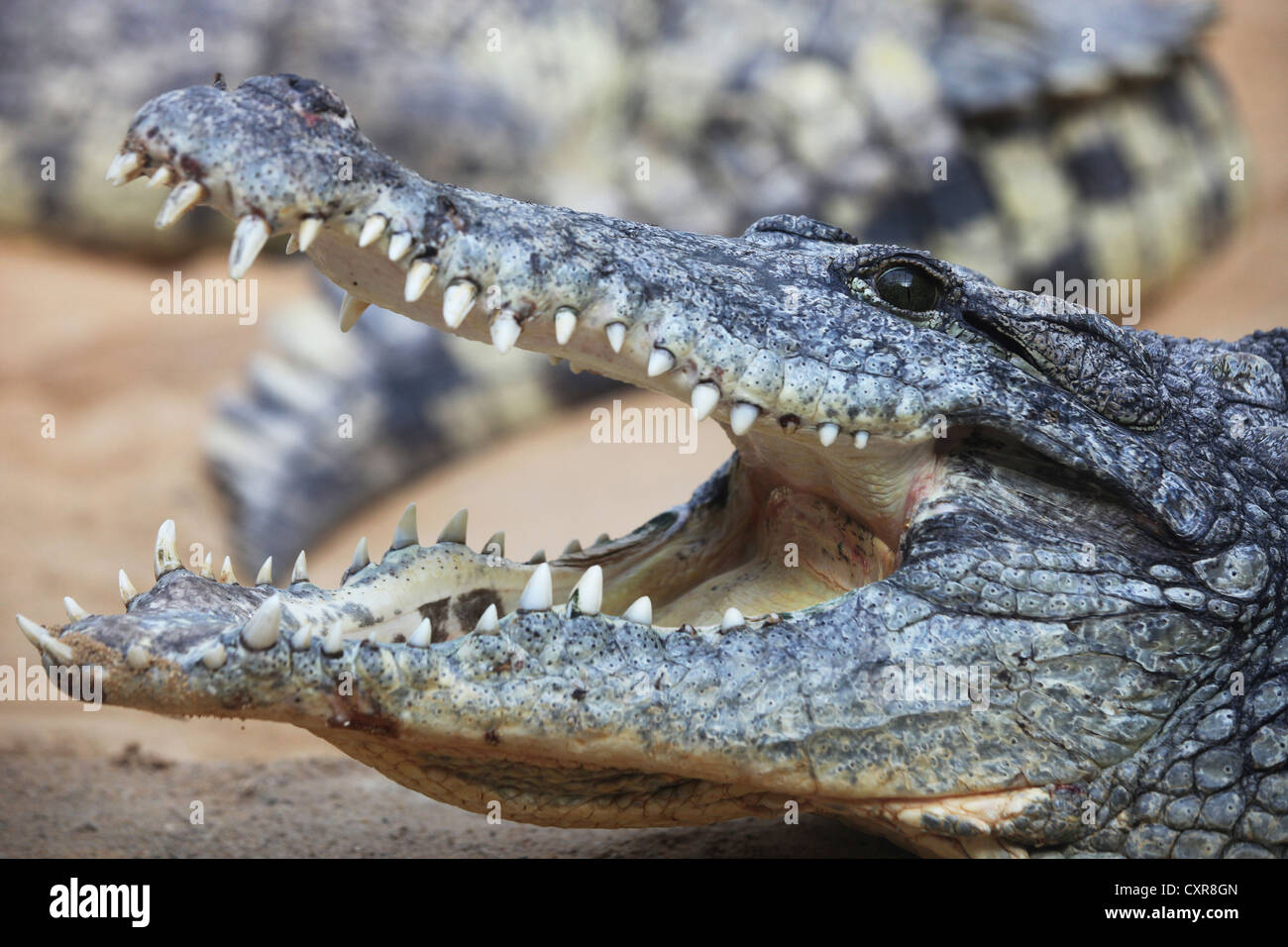Crocodile du Nil ou conjoint de crocodile (Crocodylus niloticus), dans le zoo, Cologne, Rhénanie du Nord-Westphalie, Allemagne, Europe Banque D'Images