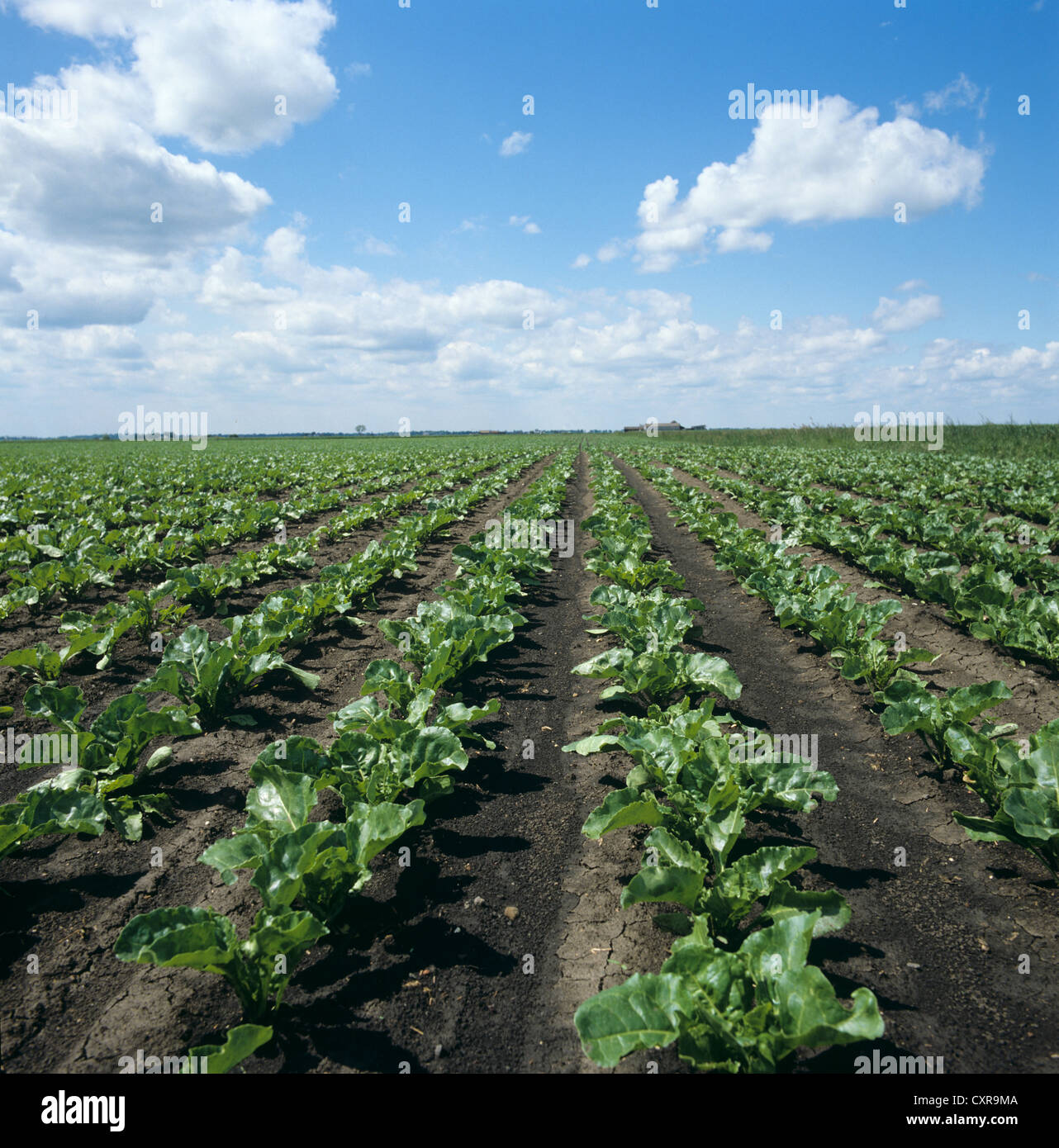 Low angle view of young de la récolte de la betterave à sucre sur le début de l'été jour Banque D'Images