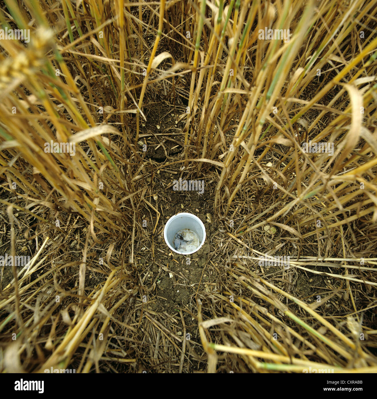 Piège Piège pour la surveillance active des populations d'arthropodes du sol placés dans des cultures de blé mûrs Banque D'Images