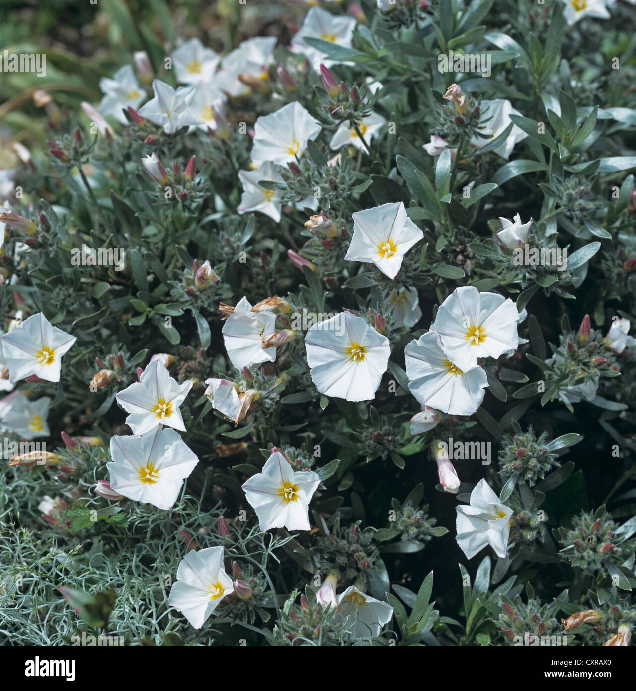 Convolvulus cneorum Banque de photographies et d'images à haute résolution  - Alamy