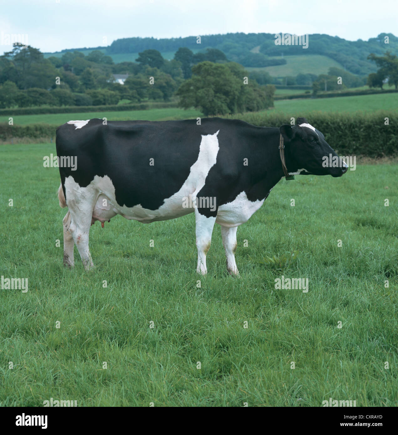 Friesian Holstein vache laitière de lait sur pâturage de graminées, Devon Banque D'Images