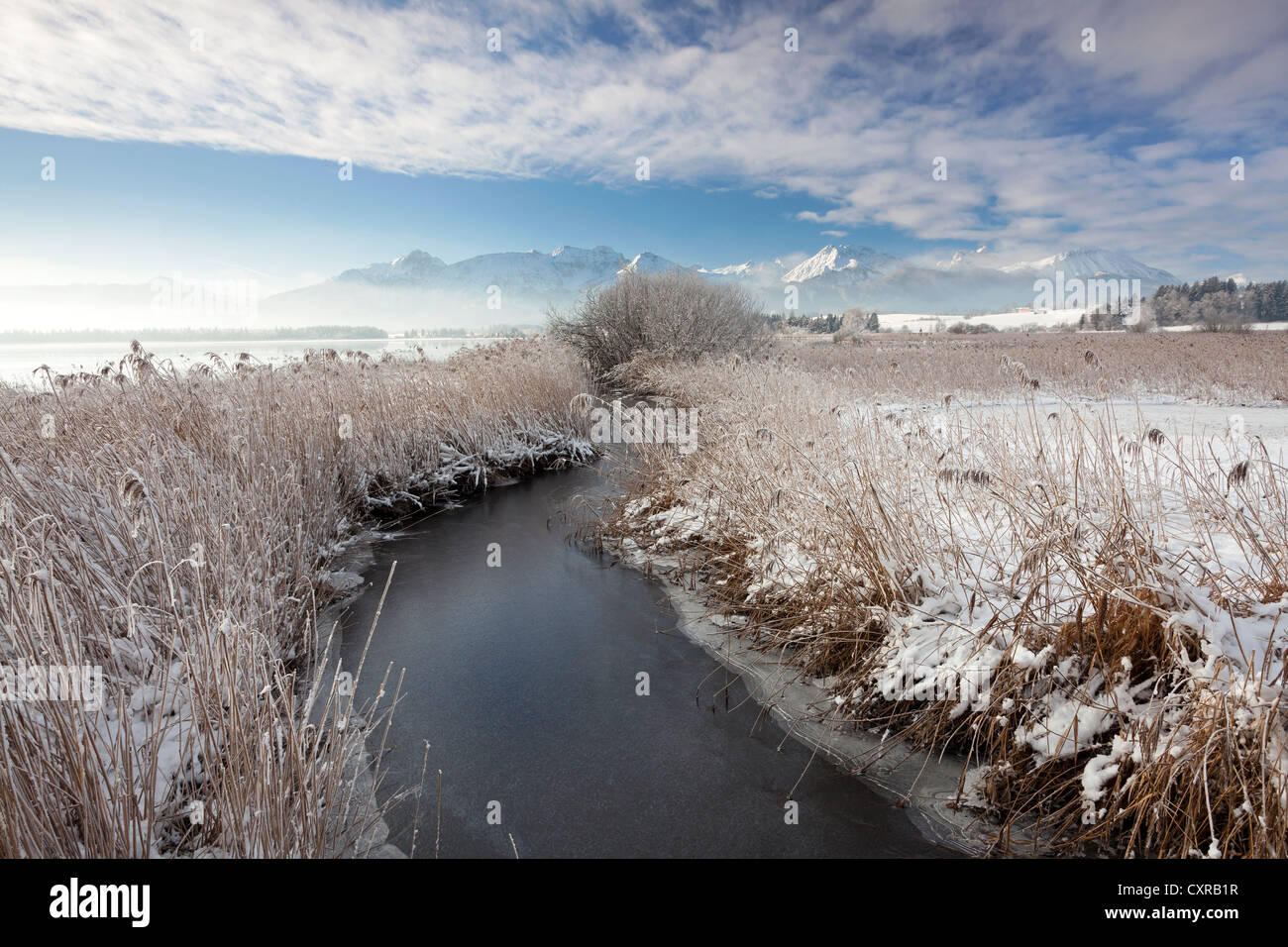 Brume matinale sur le lac Hopfensee glacées, Allgaeu, Bavaria, Germany, Europe, PublicGround Banque D'Images