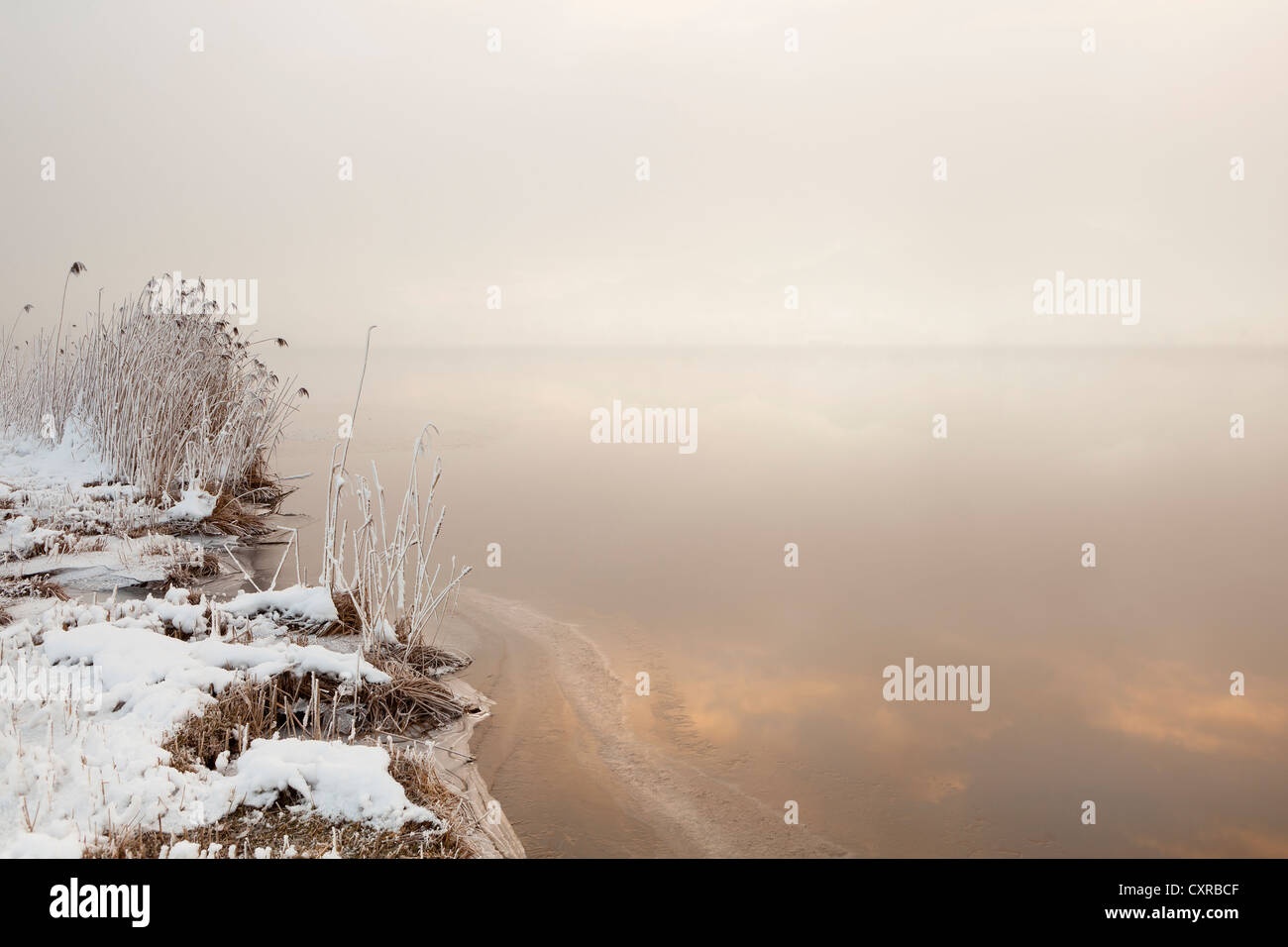 Tôt le matin, brouillard à Lac Hopfensee en hiver, Allgaeu, Bavaria, Germany, Europe, PublicGround Banque D'Images