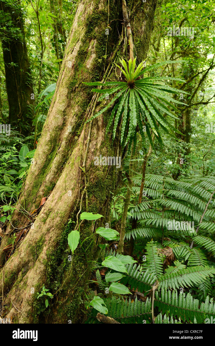 (Broméliacées Bromeliad sp.), la réserve de la Forêt Nuageuse de Monteverde, Costa Rica, Amérique Centrale Banque D'Images