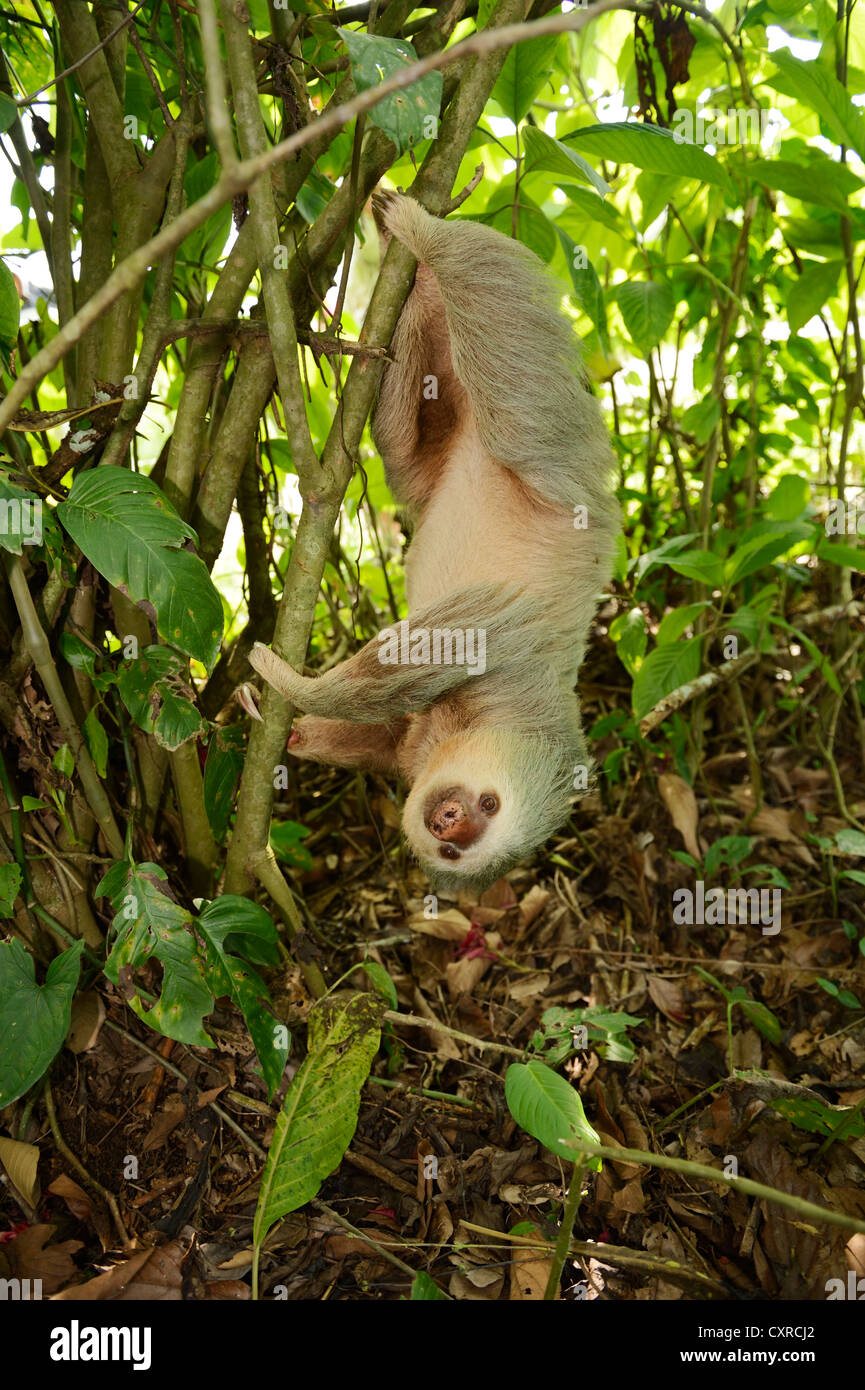 Hoffmann's deux-toed sloth (Choloepus hoffmanni), suspendu à l'envers dans un arbre, la Fortuna, Costa Rica, Amérique Centrale Banque D'Images