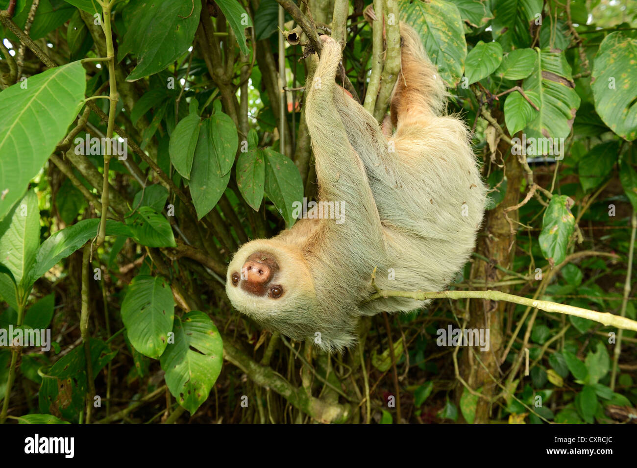 Hoffmann's deux-toed sloth (Choloepus hoffmanni), suspendu à l'envers dans un arbre, la Fortuna, Costa Rica, Amérique Centrale Banque D'Images