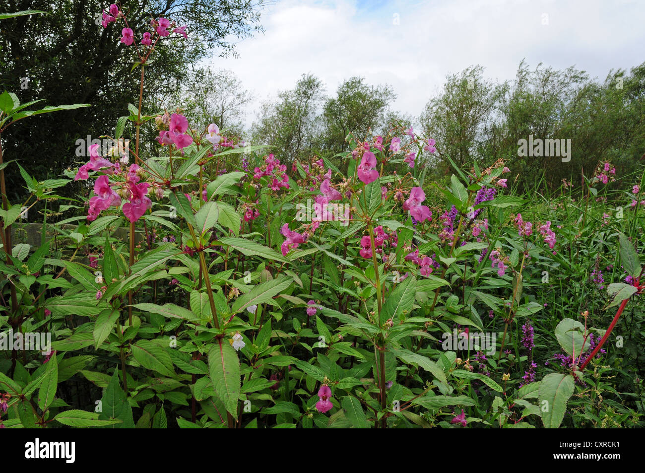 Balsamine de l'himalaya Impatiens glandulifera croissant sur les rives de la rivière Arun. Banque D'Images