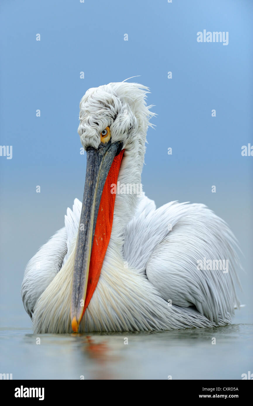 Pélican frisé (Pelecanus crispus) en plumage nuptial, le lac Kerkini, Grèce, Europe Banque D'Images