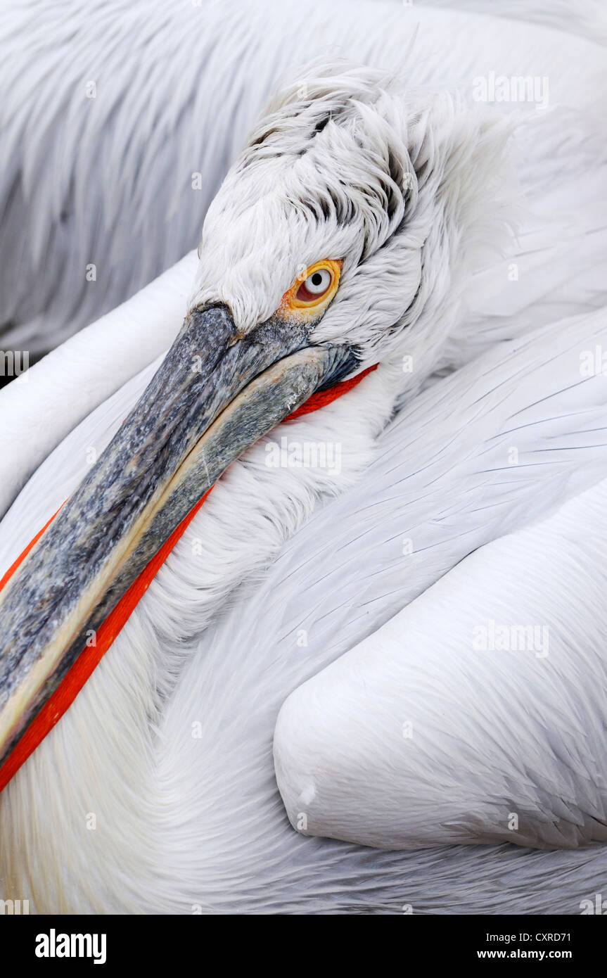Pélican frisé (Pelecanus crispus), Lake Kerkini, Grèce, Europe Banque D'Images