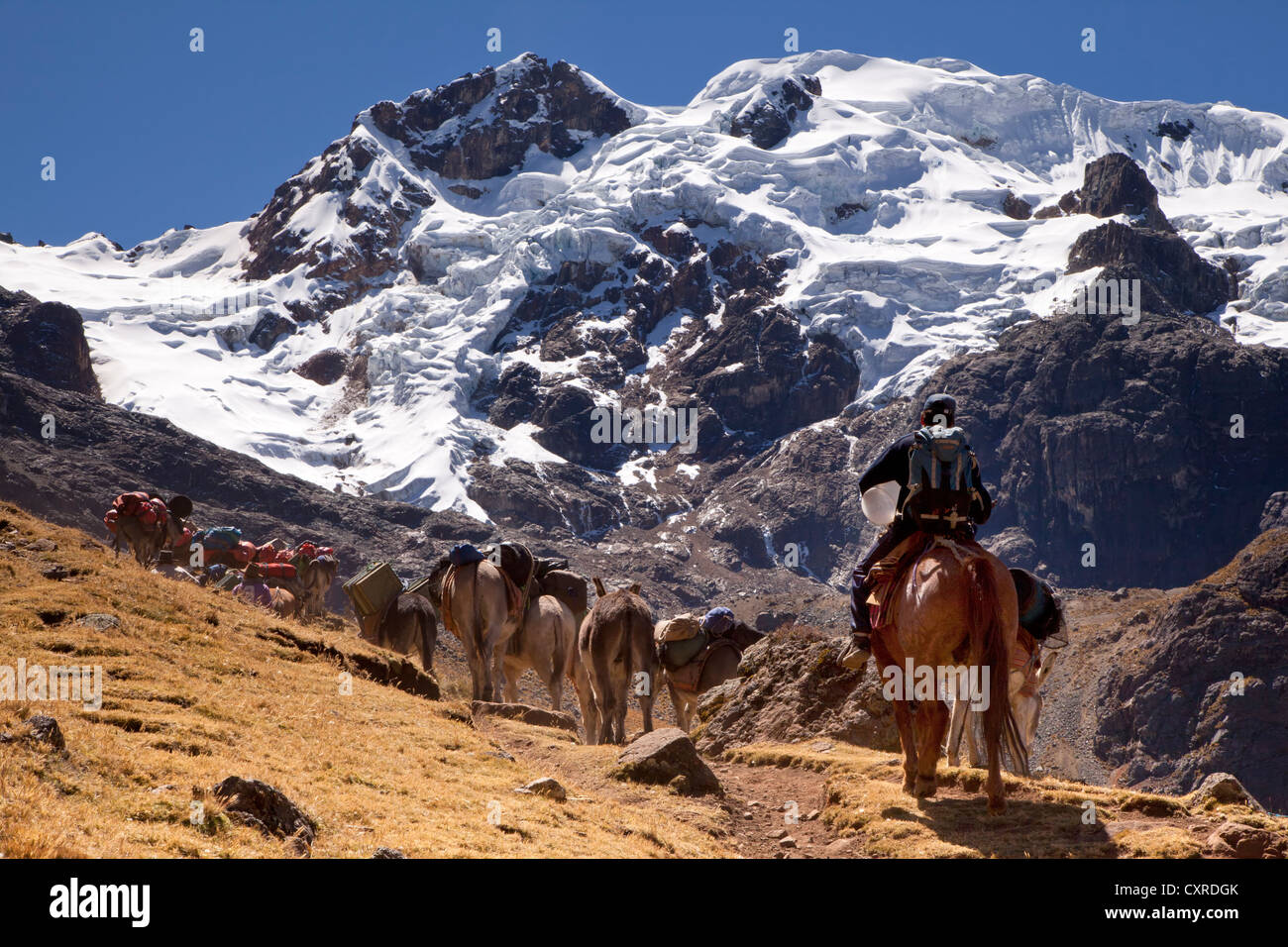 Homme à cheval avec des mules en face du glacier du Mont Nevado Diablo Mudo, Huayhuash Cordillère des Andes, montagnes Banque D'Images
