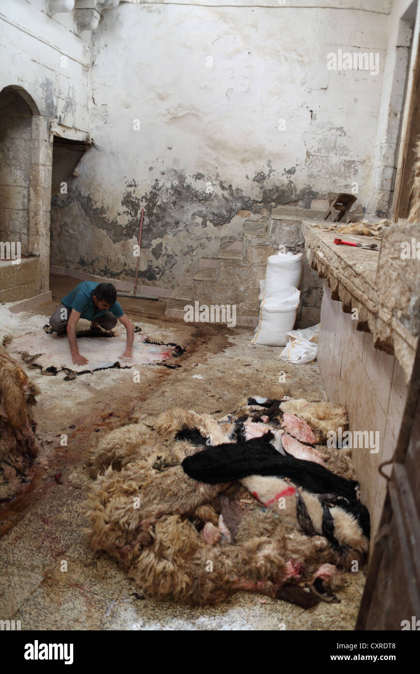 Avec l'aide de peaux de mouton Skinner méthode traditionnelle dans la vieille ville de Sanliurfa, au sud est de la Turquie Banque D'Images