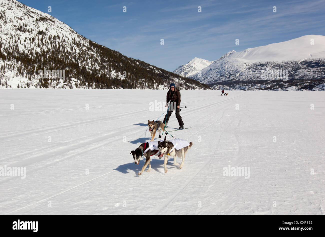 Les chiens de traîneau, ski joering femme tirant la fondeuse, dog sport, Huskies d'Alaska, le lac Lindeman, montagnes derrière Banque D'Images