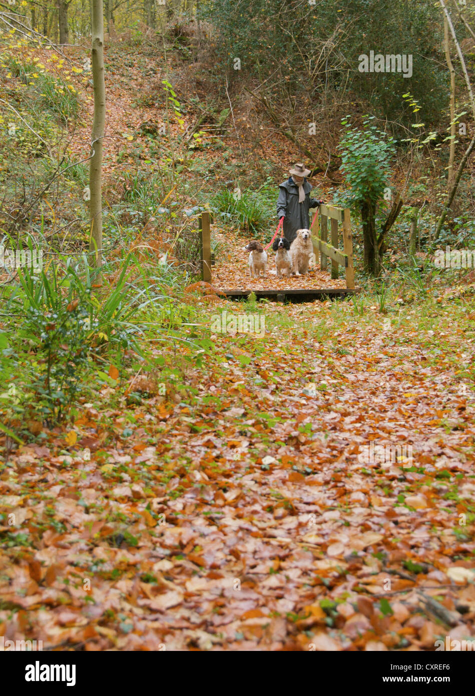 Quelques chiens dans les bois en automne Banque D'Images