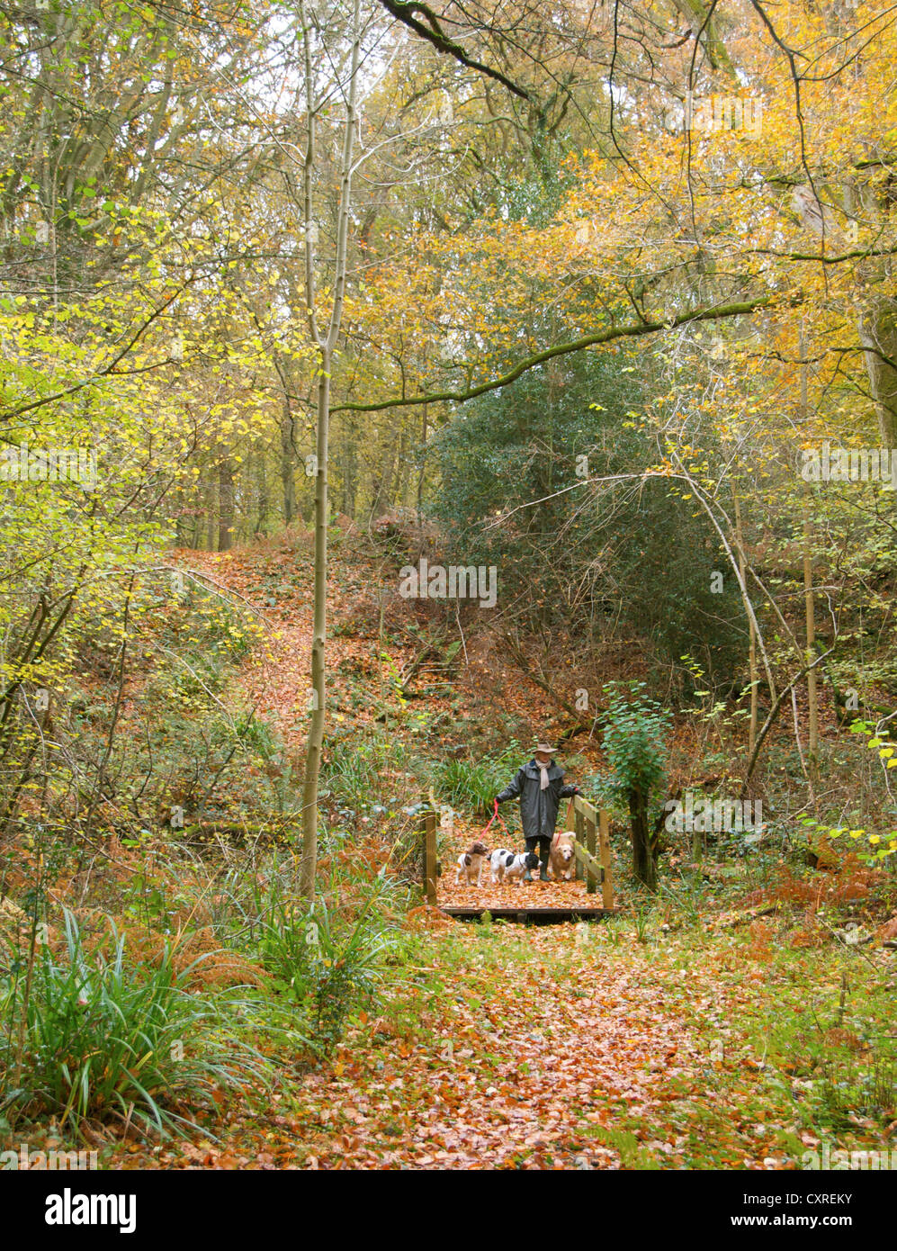 Quelques chiens dans les bois en automne Banque D'Images