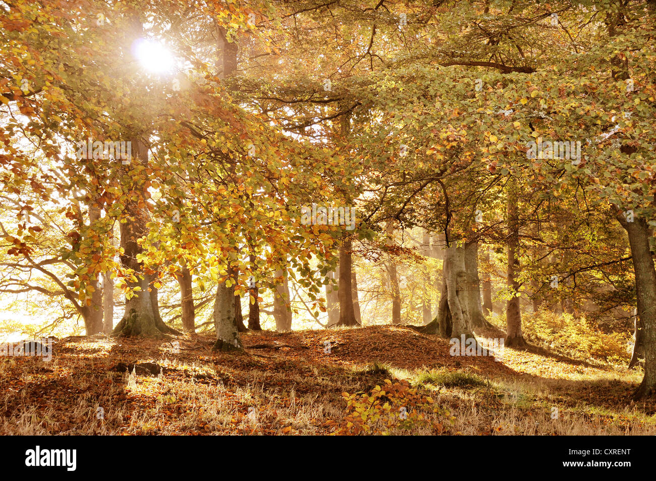 Couleurs d'automne d'or à Dawyck dans la région des Scottish Borders, Scotland, UK. Banque D'Images