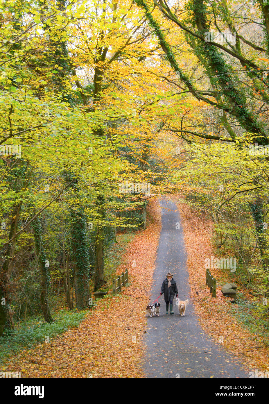 Quelques chiens dans les bois en automne Banque D'Images