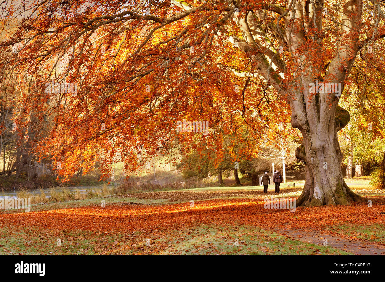 Couleurs d'automne d'or à Peebles dans la région des Scottish Borders, Scotland, UK. Banque D'Images