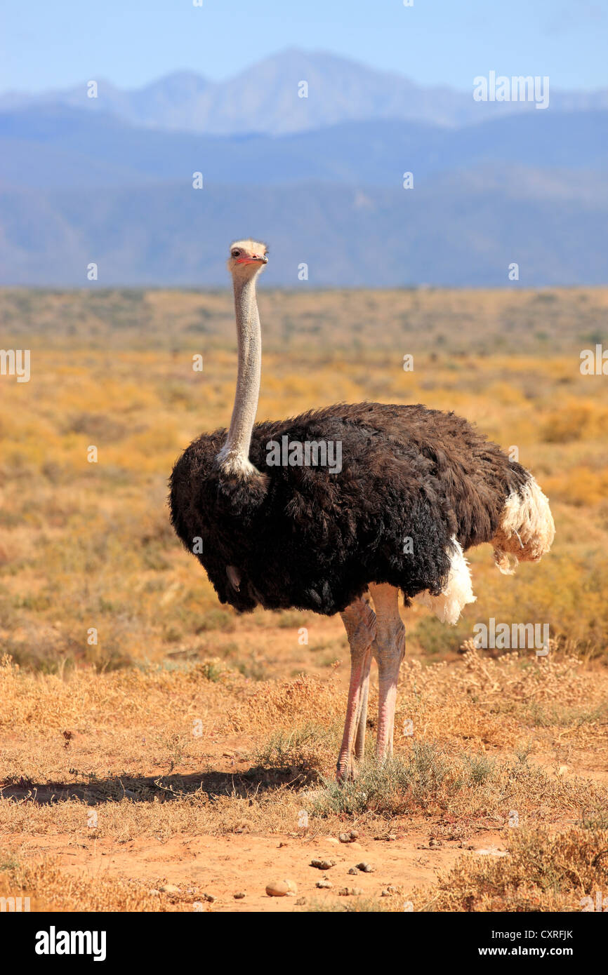 Autruche d'Afrique du Sud (Struthio camelus australis), adulte, homme, Oudtshoorn, Petit Karoo, Afrique du Sud, l'Afrique Banque D'Images