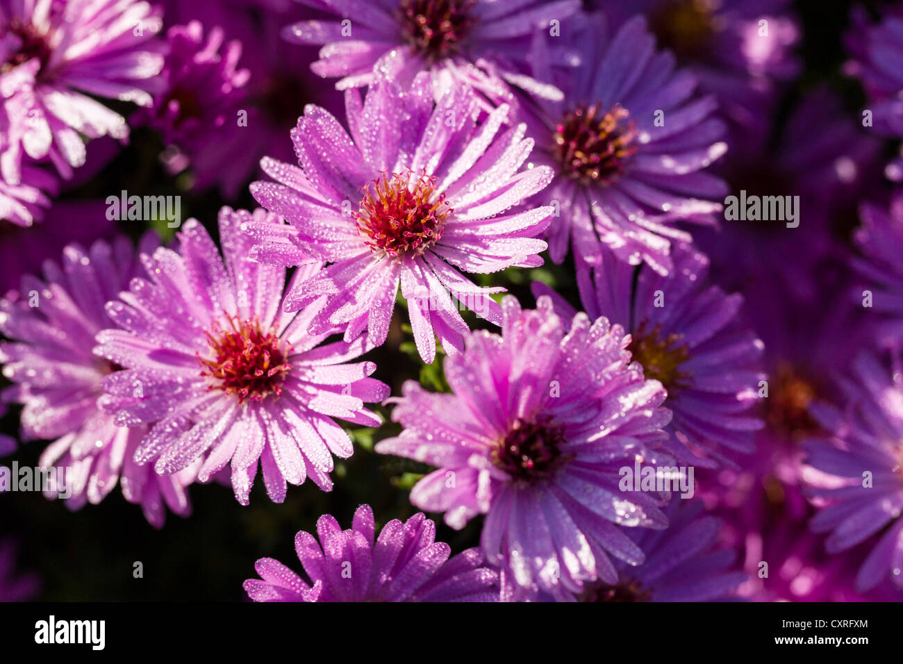 New York Aster (Aster novi-belgii), Kassel, Hesse, Germany, Europe Banque D'Images