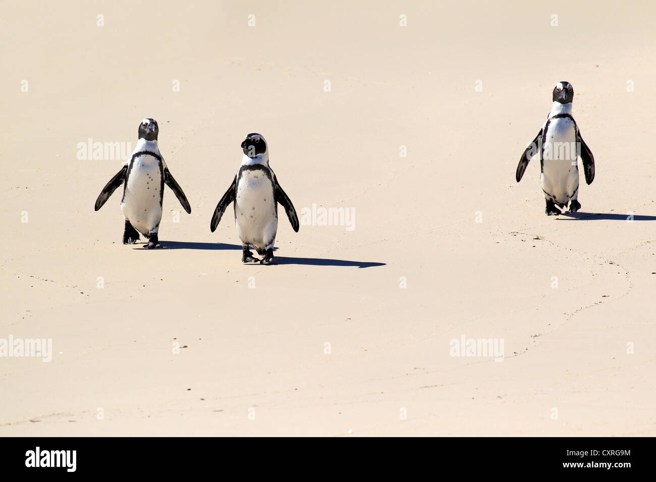 Trois pingouins Jackass, africaine ou putois manchots du Cap (Spheniscus demersus), la marche sur la plage, Boulder, Simon's Town Banque D'Images