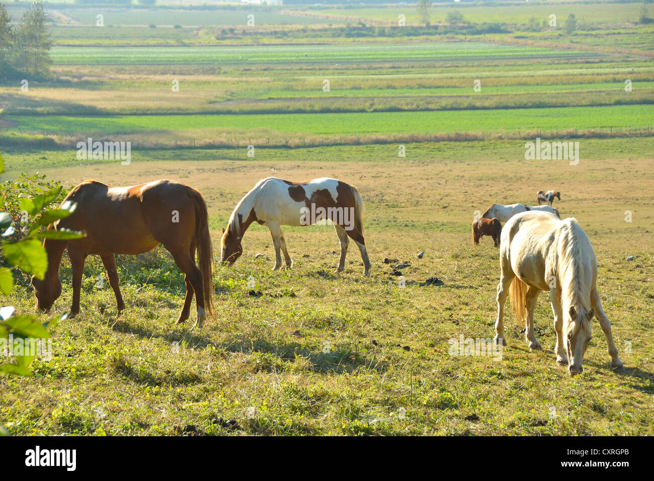 Un troupeau de chevaux et d'errance heureusement de pâturage sur un champ. Banque D'Images