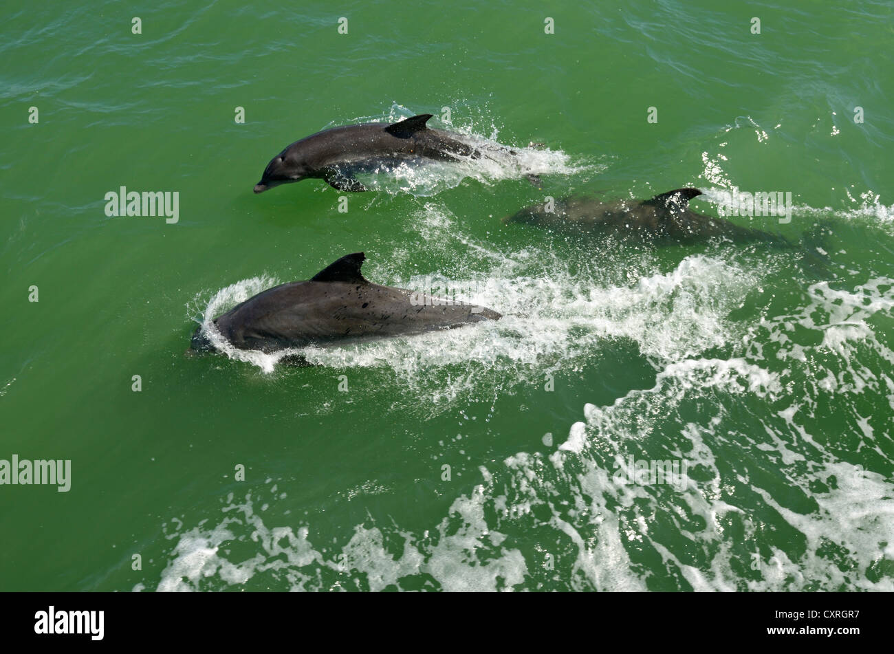 Les dauphins vue pendant un voyage en bateau au large de l'île de Sanibel, Captiva Island, Floride, USA Banque D'Images
