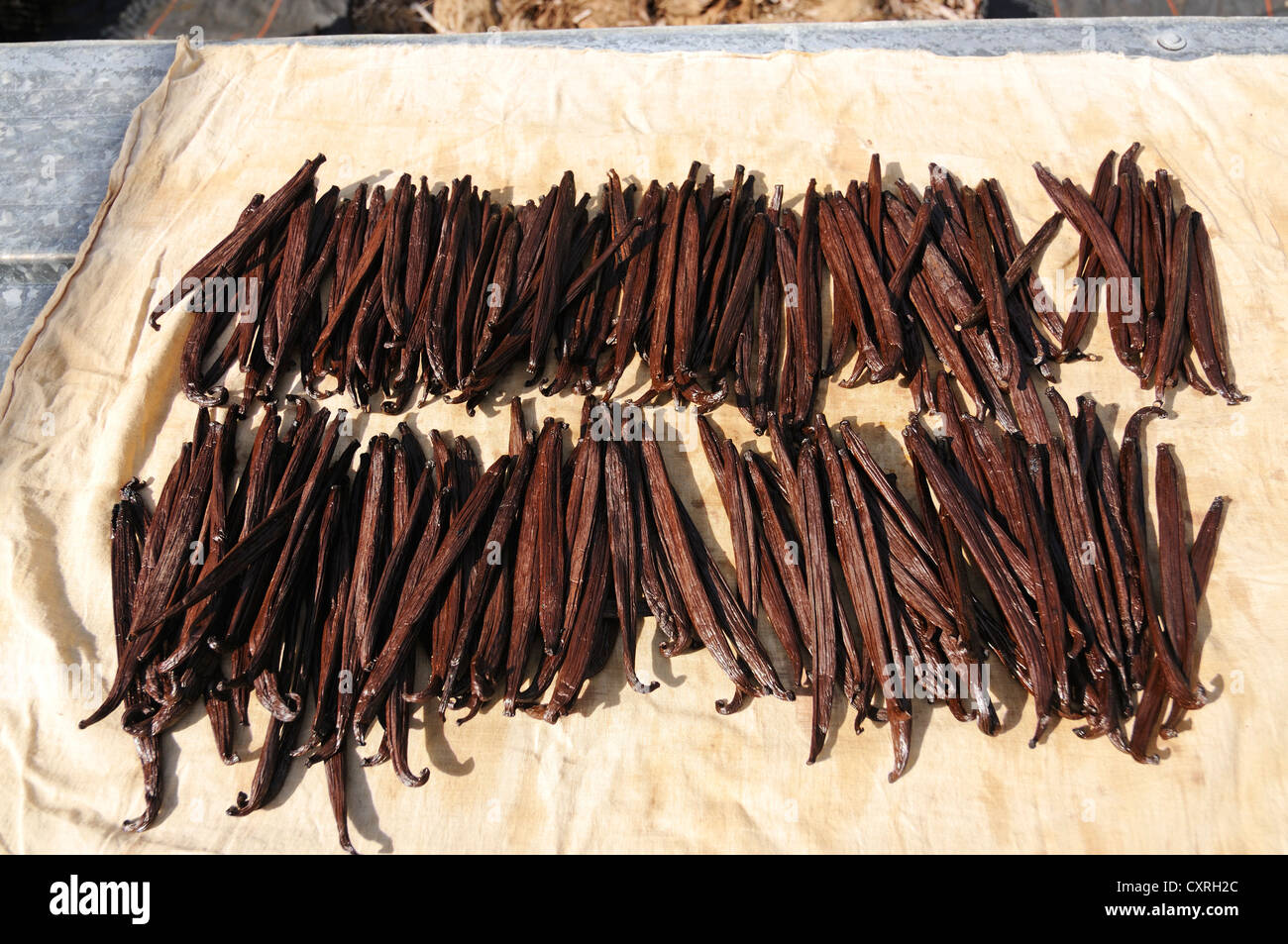 De vanille séchée ou en gousses, spice, orchidée vanille (Vanilla planifolia), la production de vanille, serre, Moorea Banque D'Images