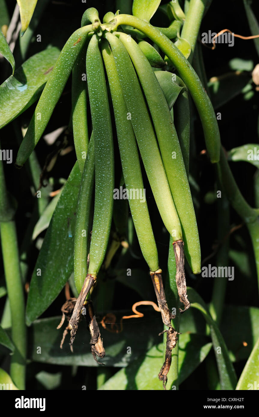 Orchidée vanille (Vanilla planifolia), la production de vanille, serre, Moorea, îles du Vent, îles de la société, Polynésie Française Banque D'Images