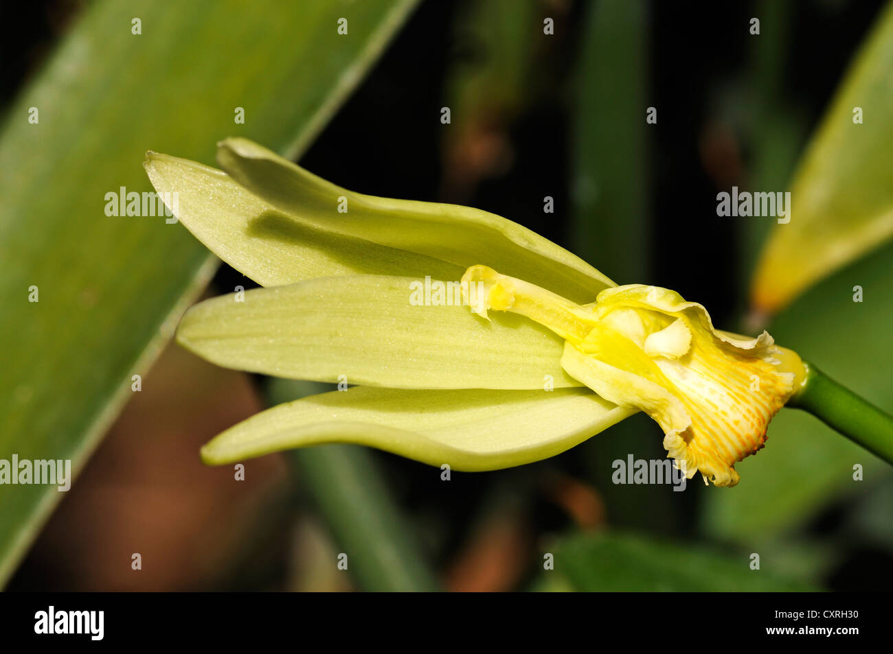Orchidée vanille (Vanilla planifolia), la production de vanille, serre, Moorea, îles du Vent, îles de la société, Polynésie Française Banque D'Images