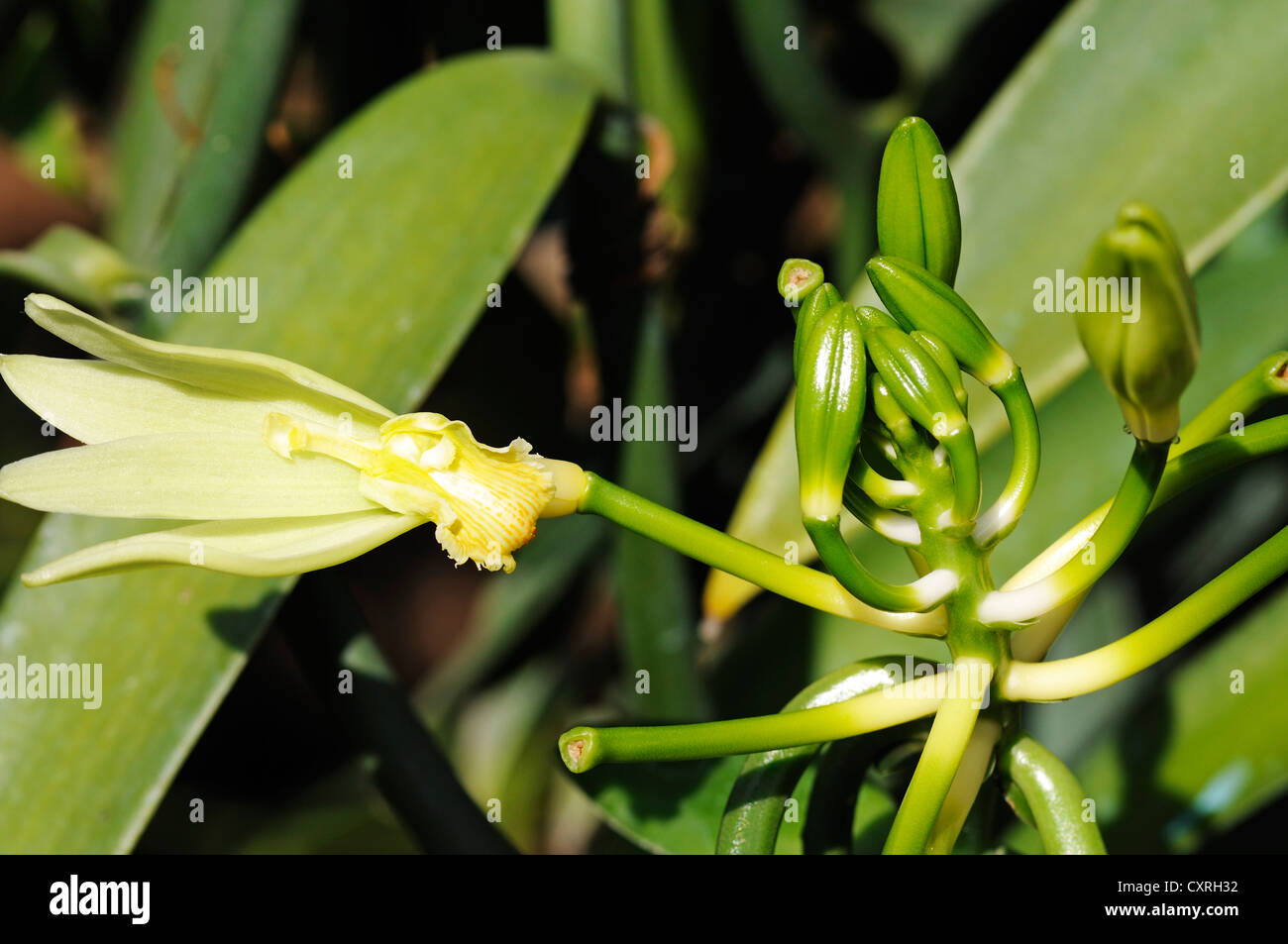 Orchidée vanille (Vanilla planifolia), la production de vanille, serre, Moorea, îles du Vent, îles de la société, Polynésie Française Banque D'Images