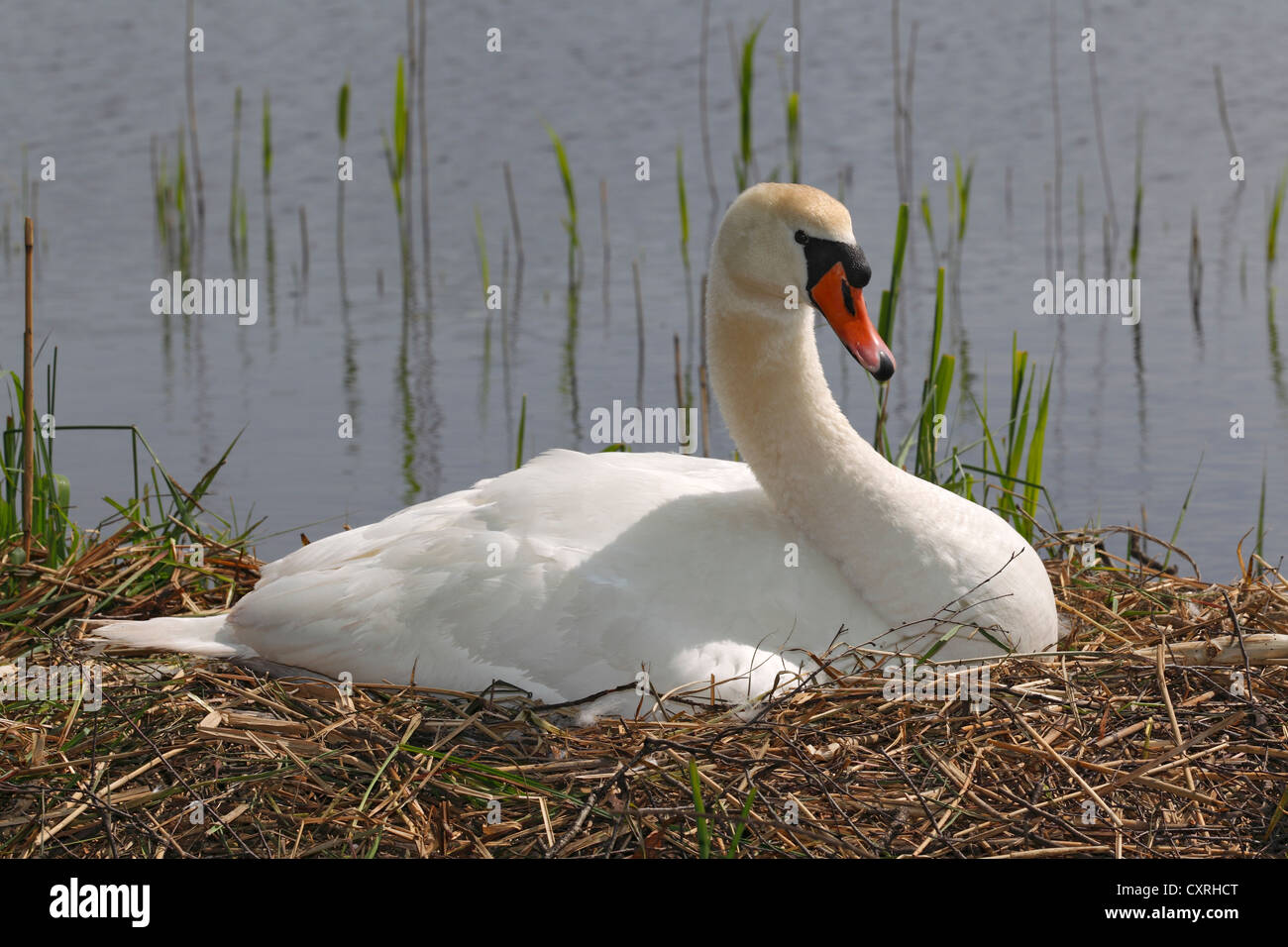 Cygne muet de nidification (Cygnus olor) sur un nid Banque D'Images