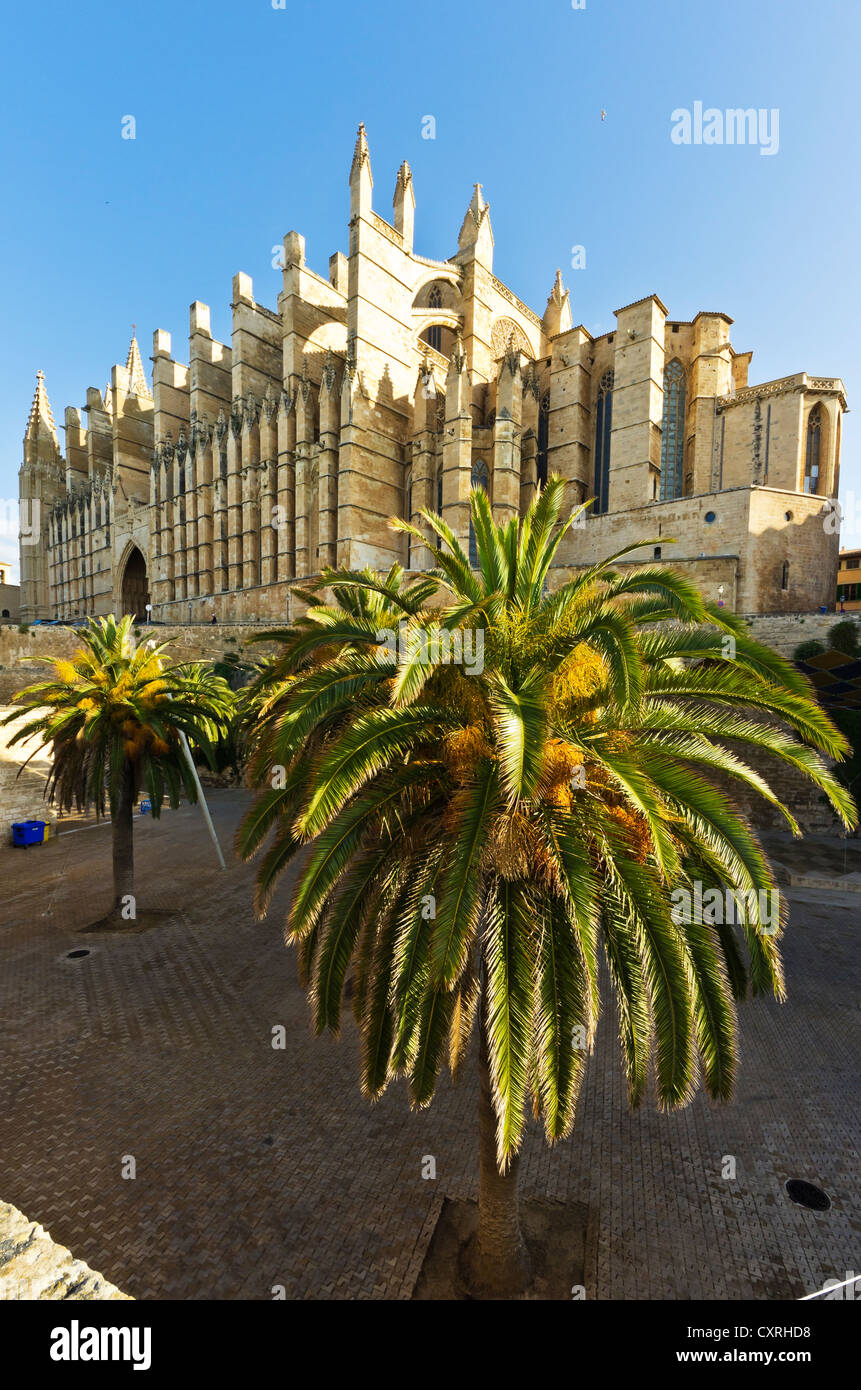 La Seu Cathedral ou la cathédrale de Palma, Vieille Ville, Palma, Majorque, Majorque, Iles Baléares, Espagne, Europe Banque D'Images