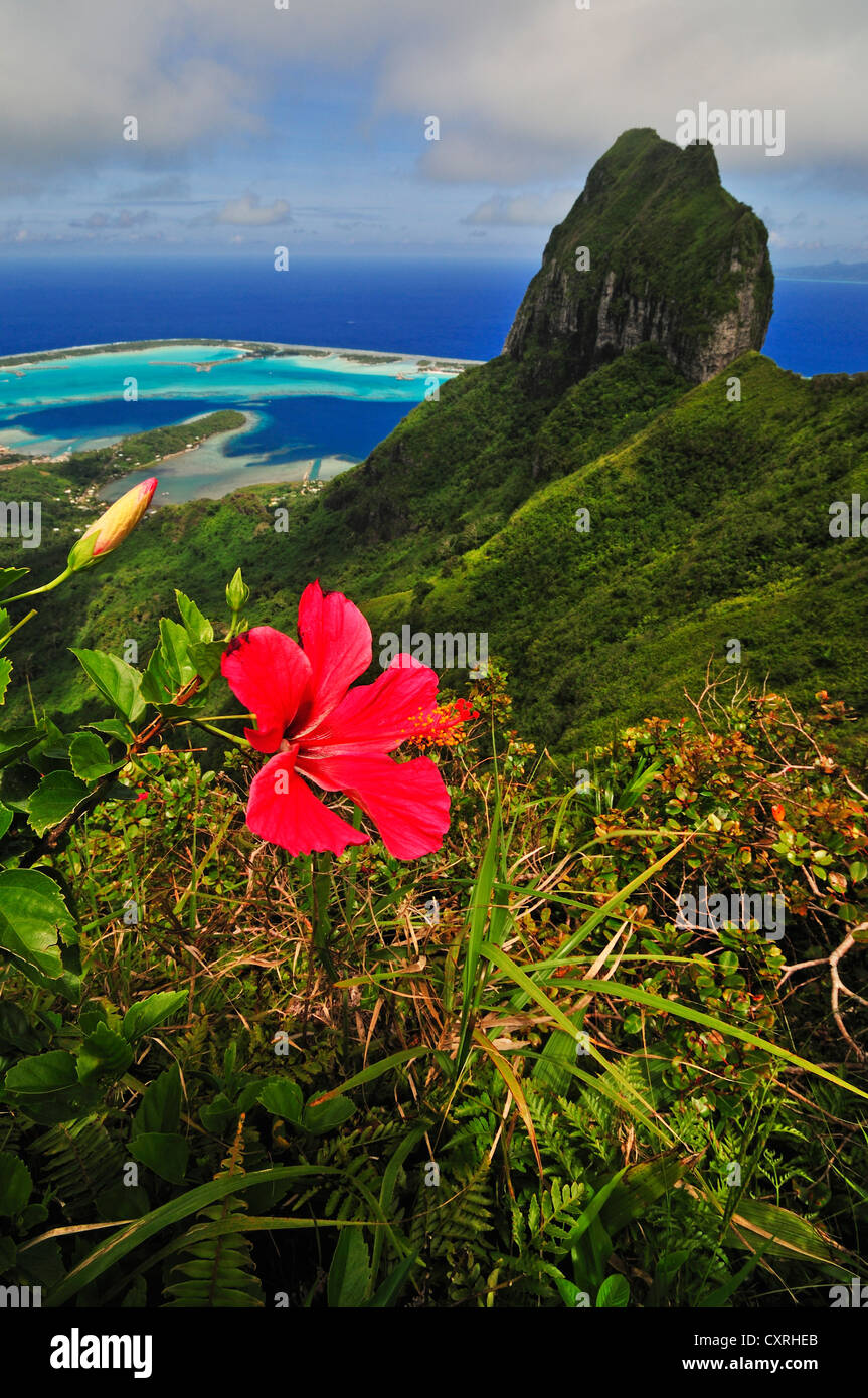 Fleur d'hibiscus, vue sur le récif de l'atoll, Motu, et le Mont Otemanu de mont Pahia, Bora Bora, Iles sous le Vent, îles de la société Banque D'Images
