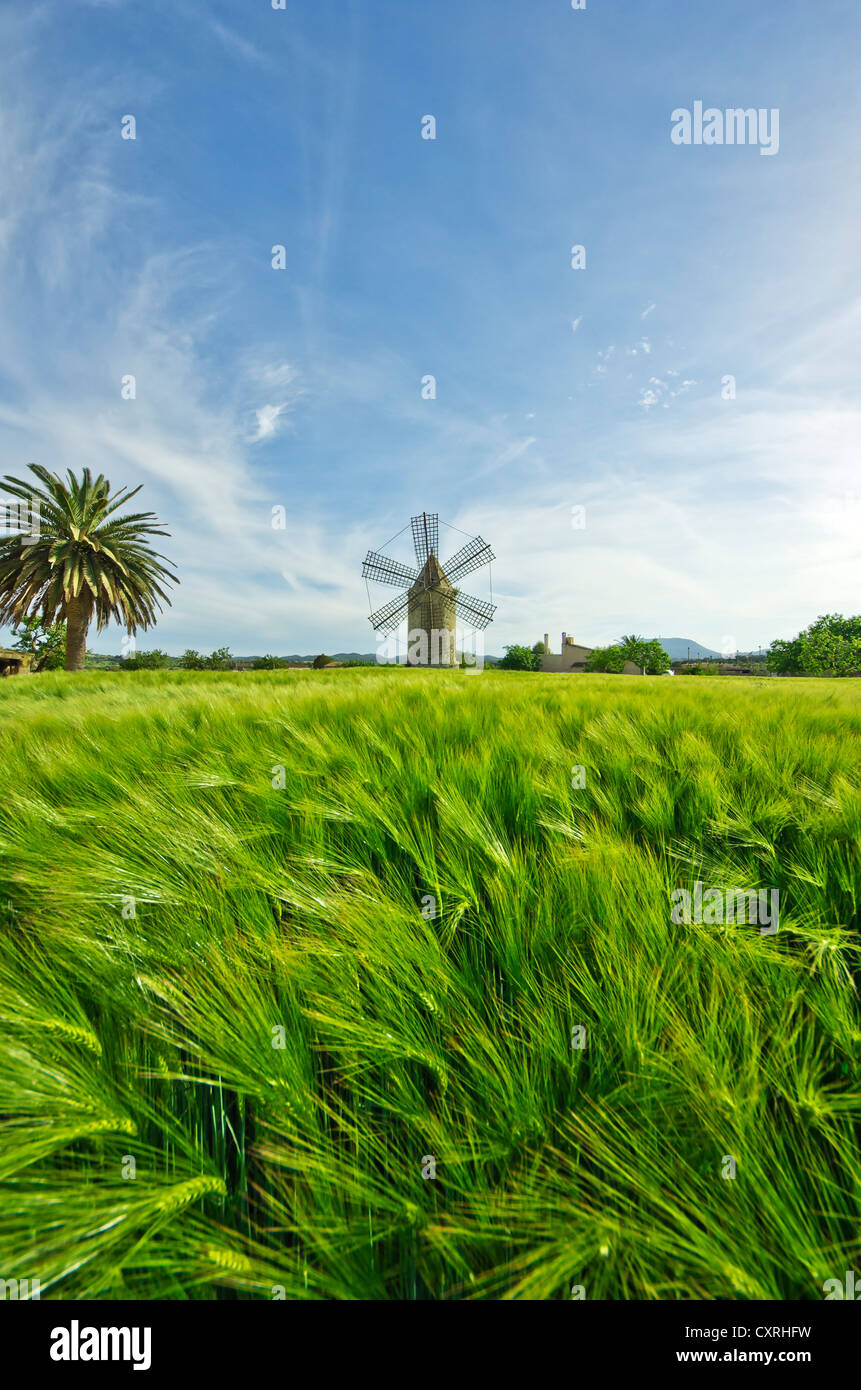 Champ de blé en face d'un moulin à vent, près de Llucmajor, Majorque, Îles Baléares, Espagne, Europe Banque D'Images