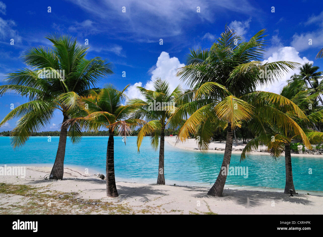 Palmiers sur la plage, St Regis Bora Bora Resort, Bora Bora, Iles sous le Vent, îles de la société, Polynésie Française Banque D'Images