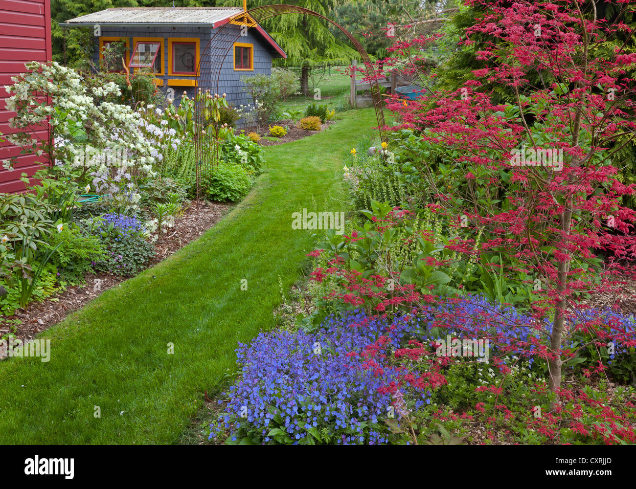 L'érable japonais Shishio (améliorée) et blue-eyed Mary (Omphalodes sp.) dans un jardin éternel lit dans la voie de l'herbe avec ressort Banque D'Images