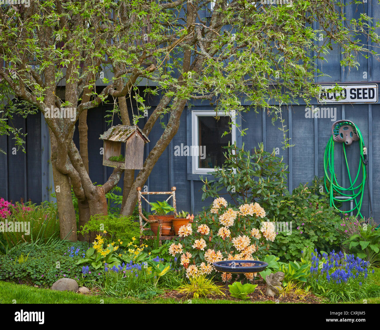 Lit de jardin de fleurs de printemps rhododendron, muscaris, hostas, japonais et l'herbe de la forêt sous un arbre de la chaîne d'or Banque D'Images