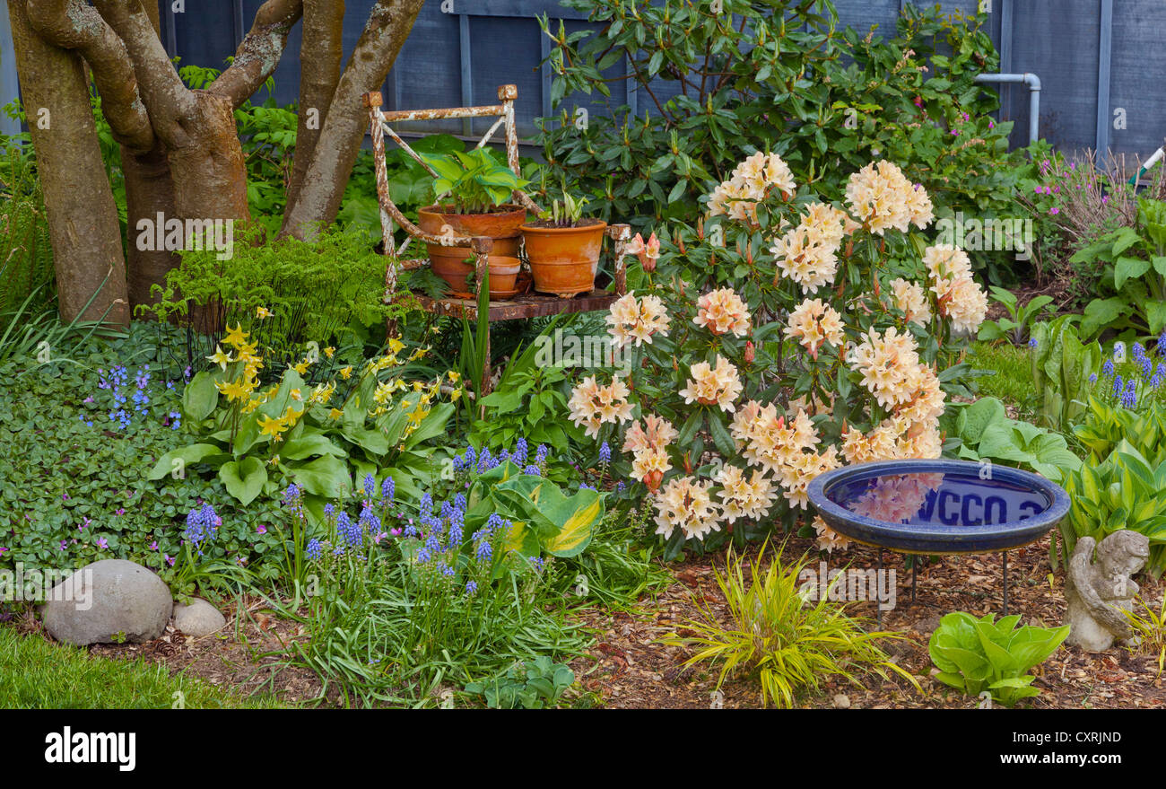 Vashon-Maury Island, WA Spring garden bed de fleurs de rhododendron, muscaris, hostas, japonais et l'herbe de la forêt Banque D'Images